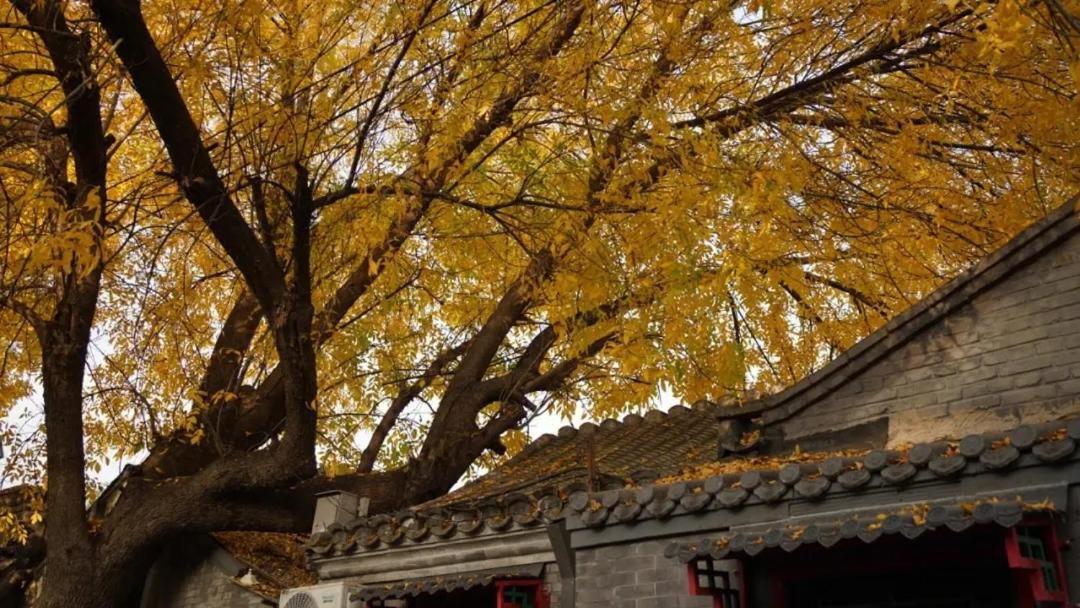 The East Hotel-Very Close To The Drum Tower,The Lama Temple,Houhai Bar Street,And The Forbidden City,There Are Many Old Beijing Traditional Hutongs Around The Hotel ,Experience The Culture Of Old Beijing Hutongs,Near Exit A Of Shichahai On Metro Line المظهر الخارجي الصورة